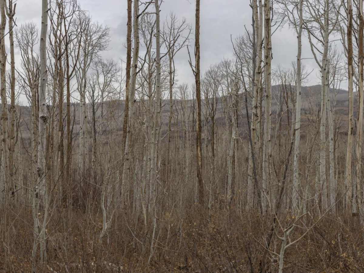 Sheep Creek Road photo 6