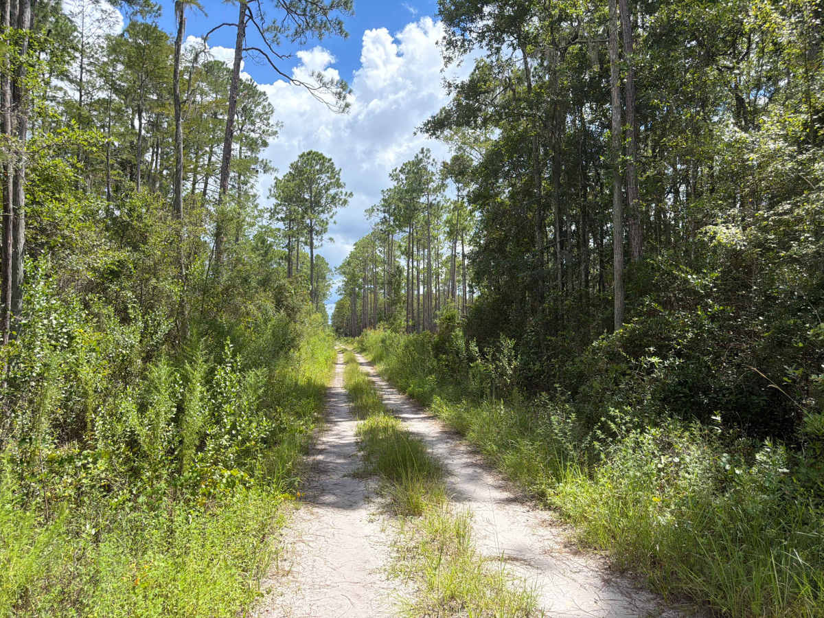 FS 263B photo 6