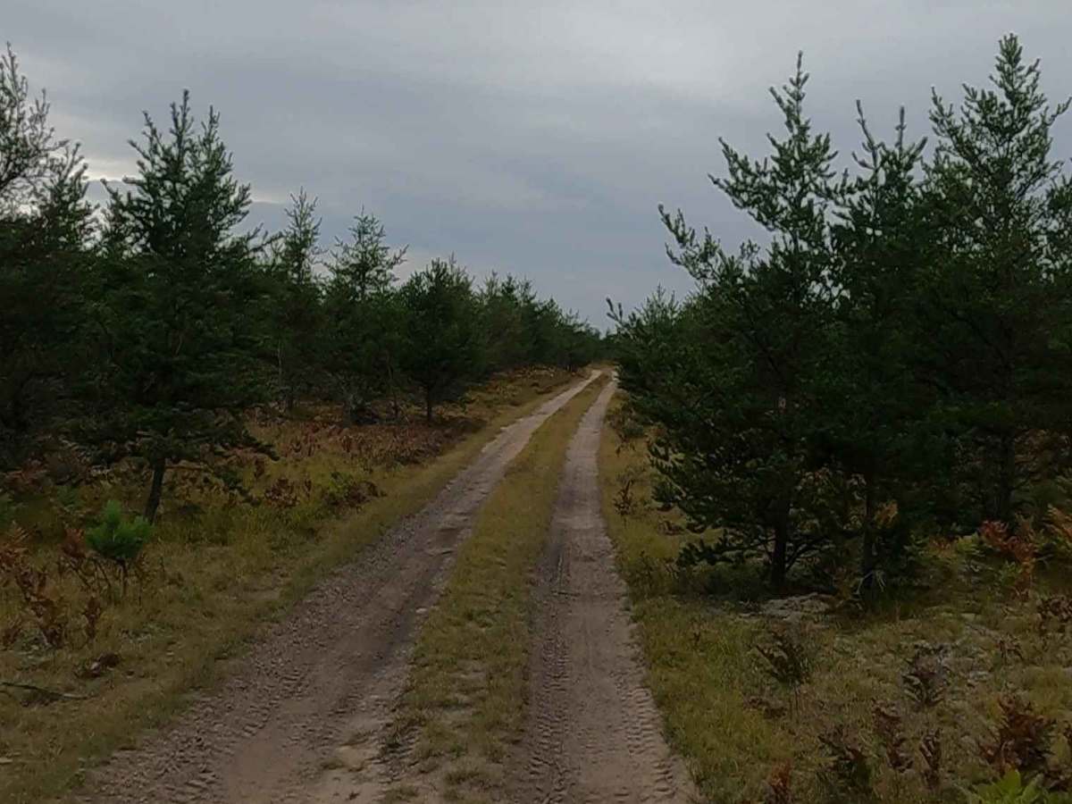 Grouse Track - FSR 3220 photo 5