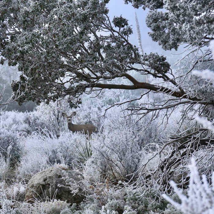 Near Devil's Hall Trail