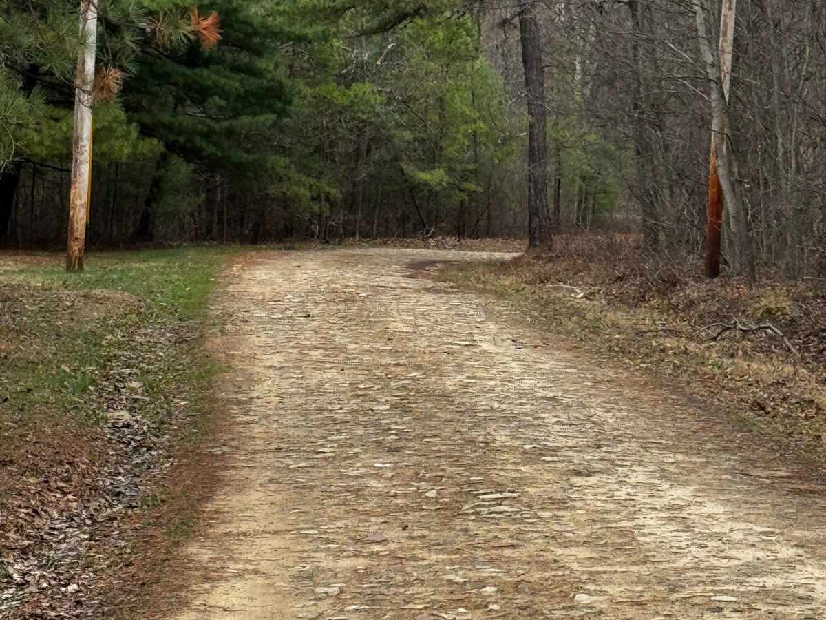 Salt Lick Trail photo 5
