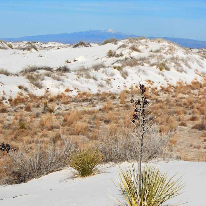 Near Interdune Boardwalk