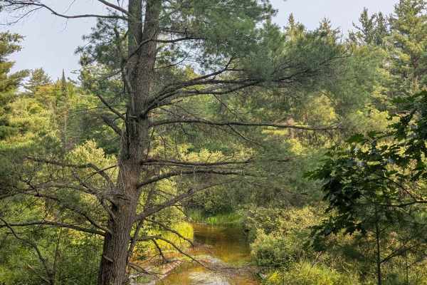 North Beaver Dam Creek Loop
