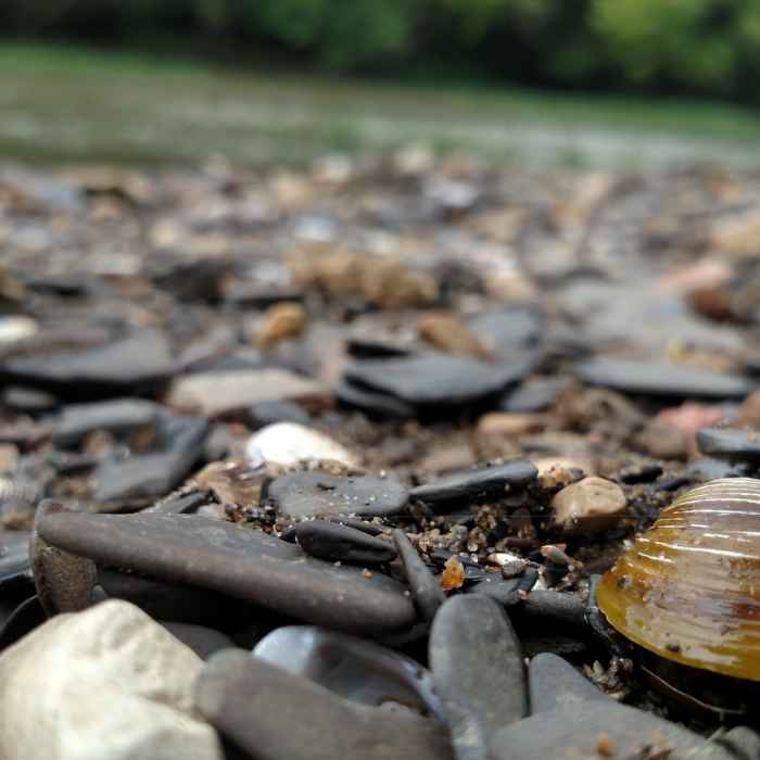 On the shores of the Olentangy River. Near Highbanks Metro Park