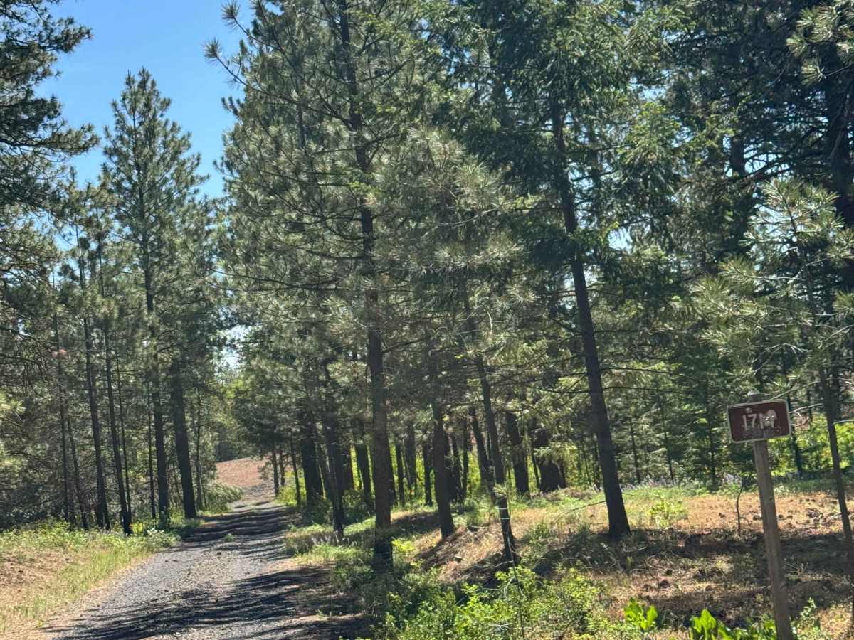 Rocky Point - FS 1714 trail photo
