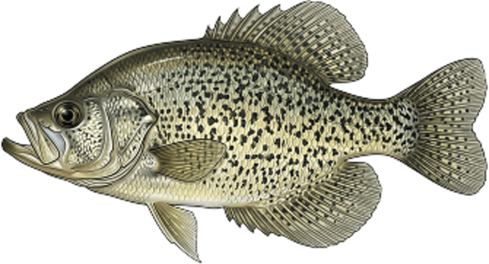 Crappie