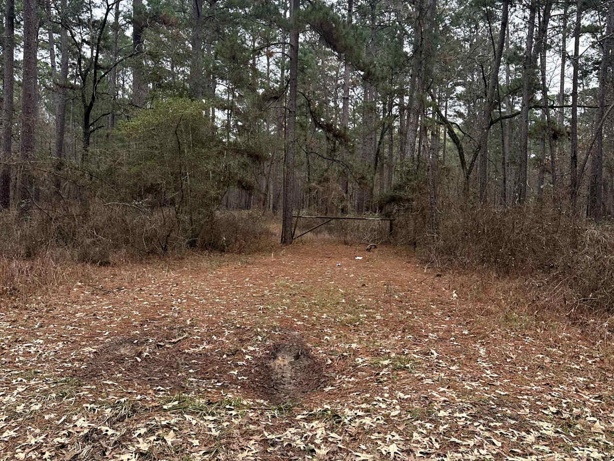 Magnolia - FS 219 photo 3
