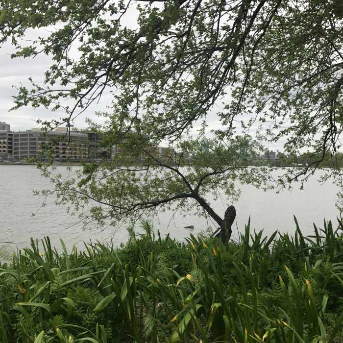 Near Randall's/Wards Outer Loop