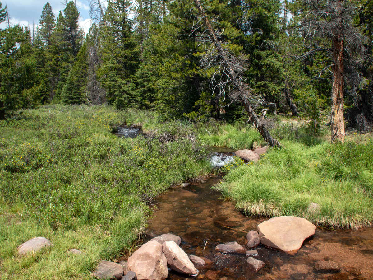 Rasmussen - FS 10235 trail photo