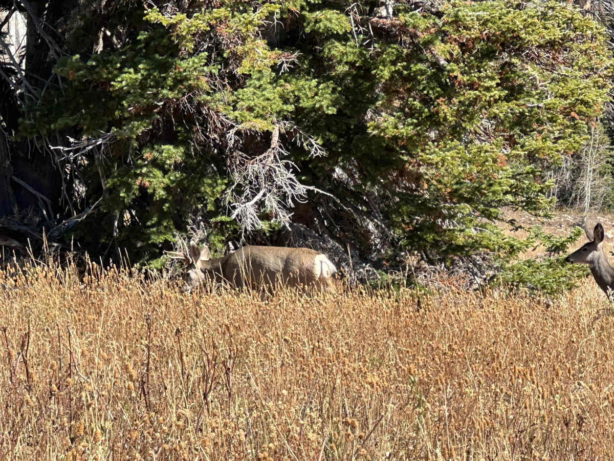 Red Pine Trail photo 6
