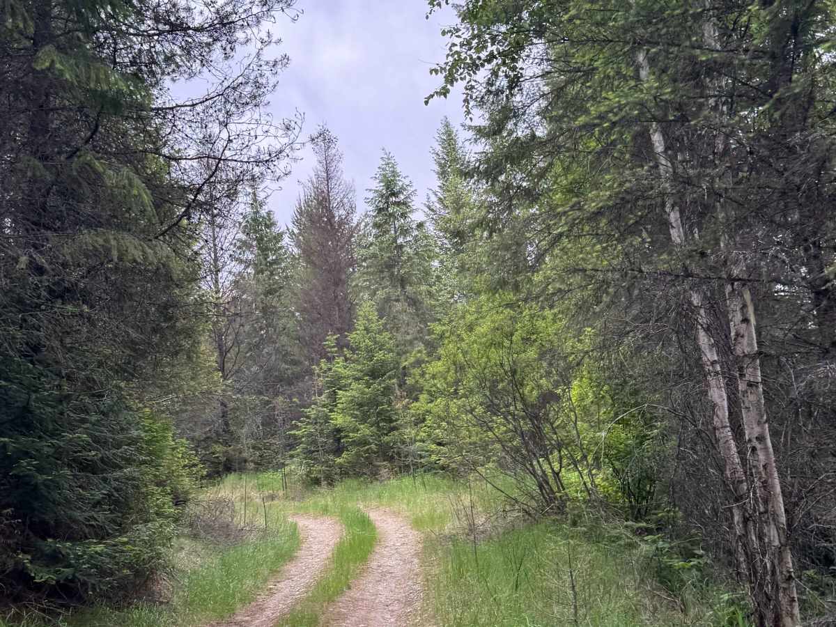 Halliday Trail - FS 3100-180 photo 2