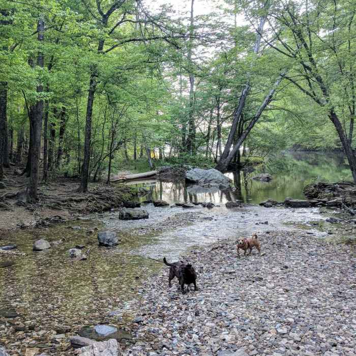 Near Dam Mountain Trail