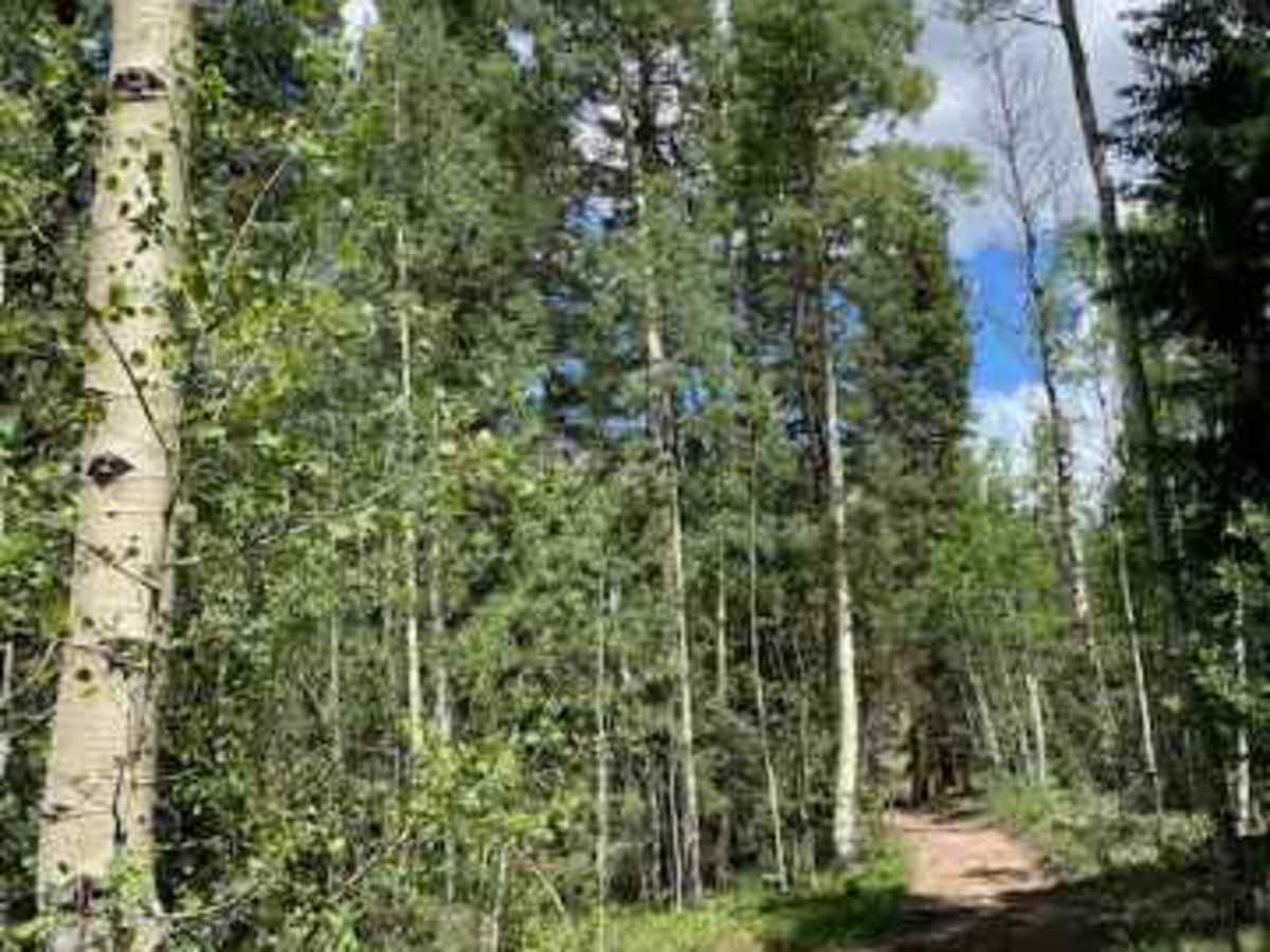 Skinny trail photo