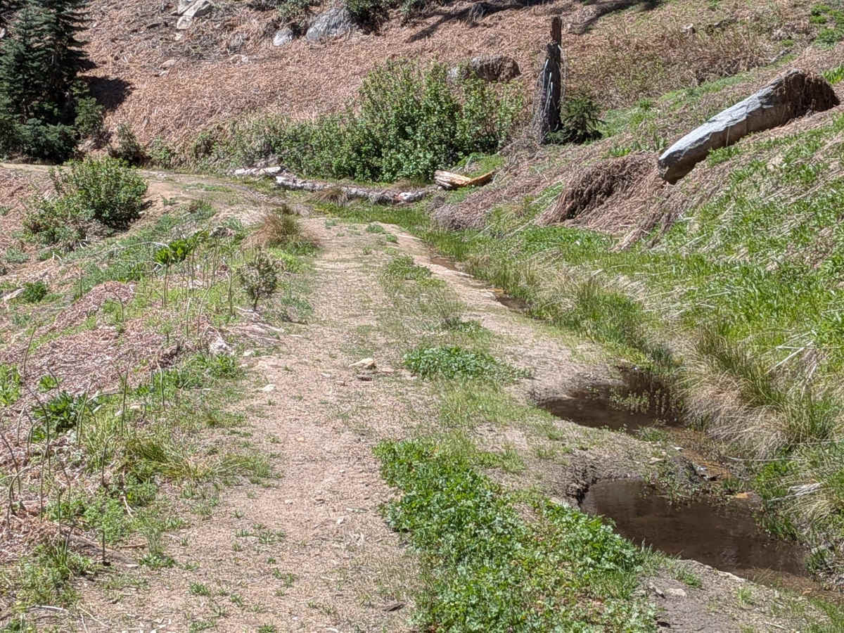 Sunday Peak Trail trail photo