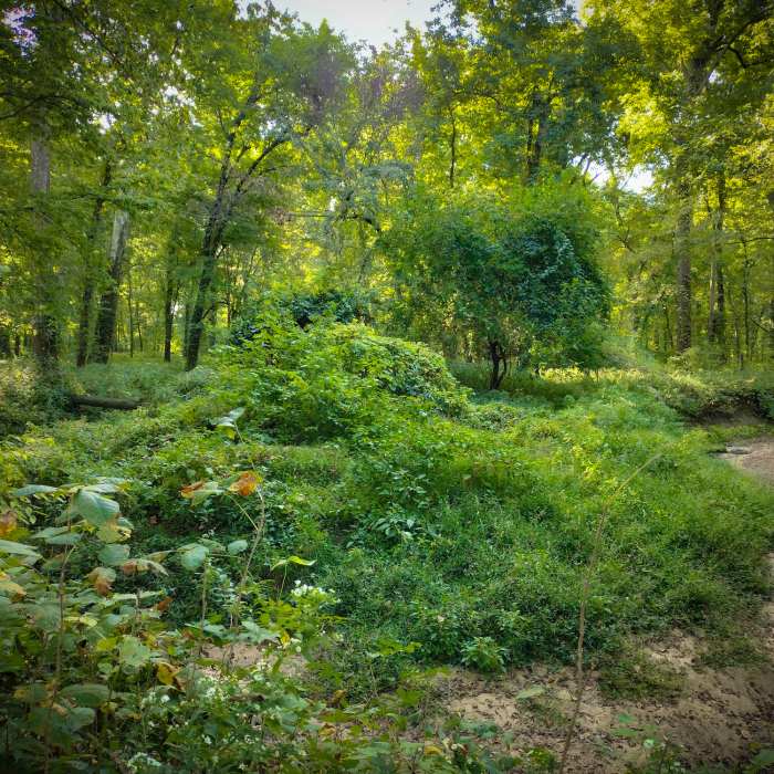 Near Tuliptree Trail