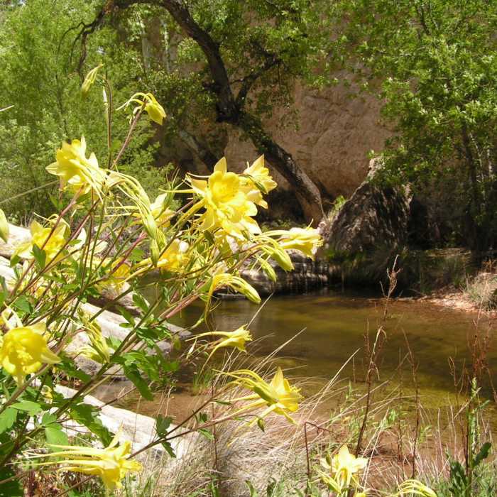 Beautiful pools in Sycamore Creek and lots of columbine Near Sycamore Canyon Trail #40