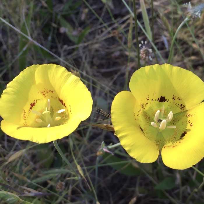 Near Annadel Park Channel Drive Loop