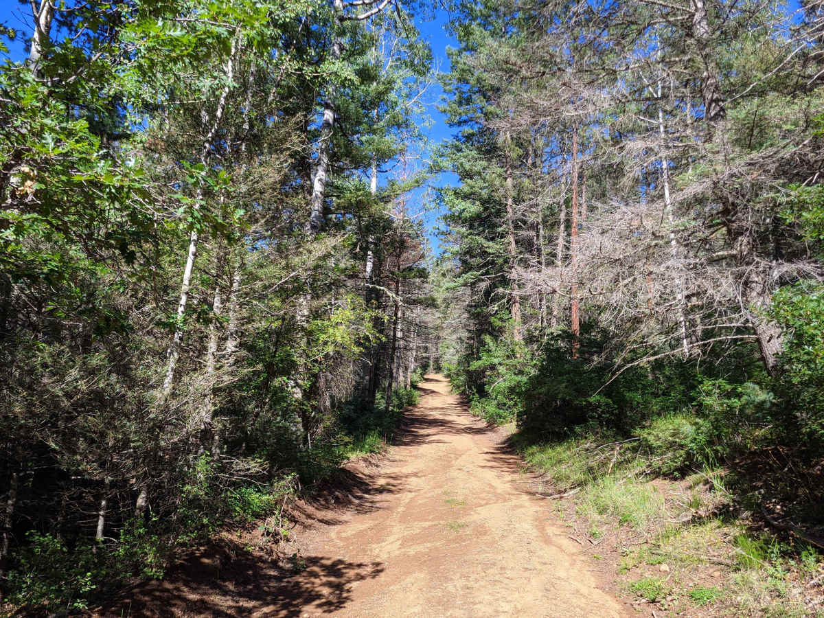 Glorieta Baldy trail photo