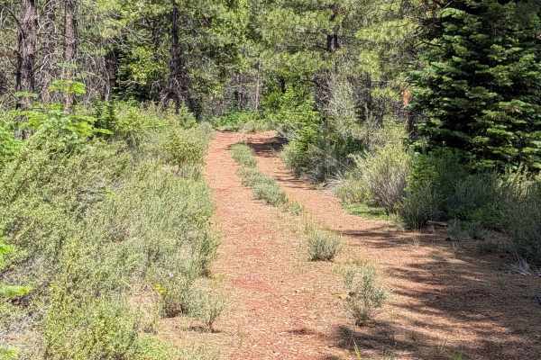 Cheat Grass - FS 44N10