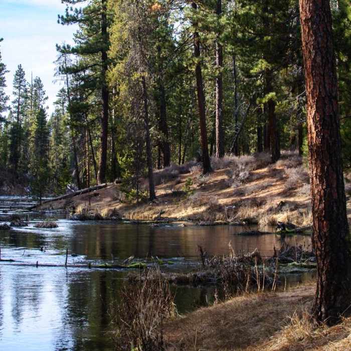 Near Fall River Trail