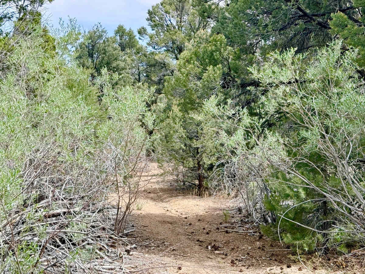 Sawmill Creek Loop Road - FS 44424 photo 2
