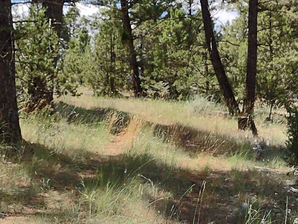 Trail Less Traveled photo 4