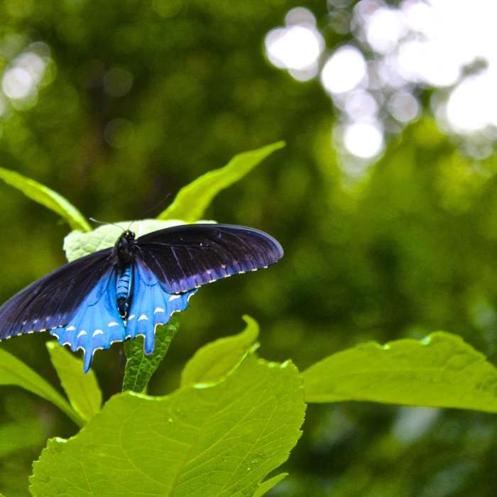Near Endless Wall Trail
