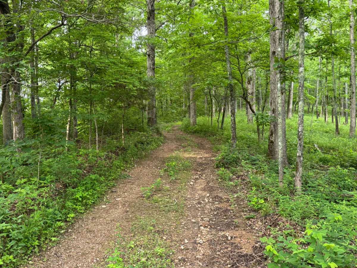 Wallis trail photo