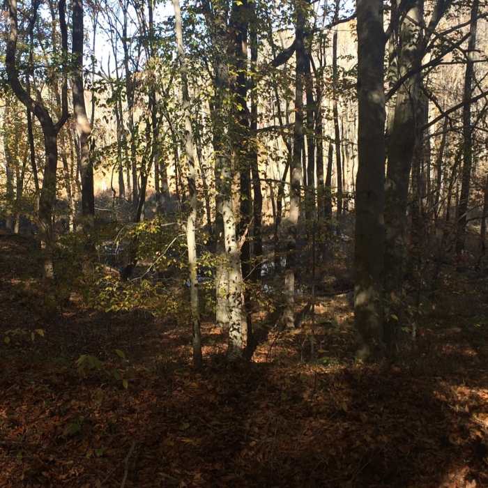 Near Great Blue Heron Loop