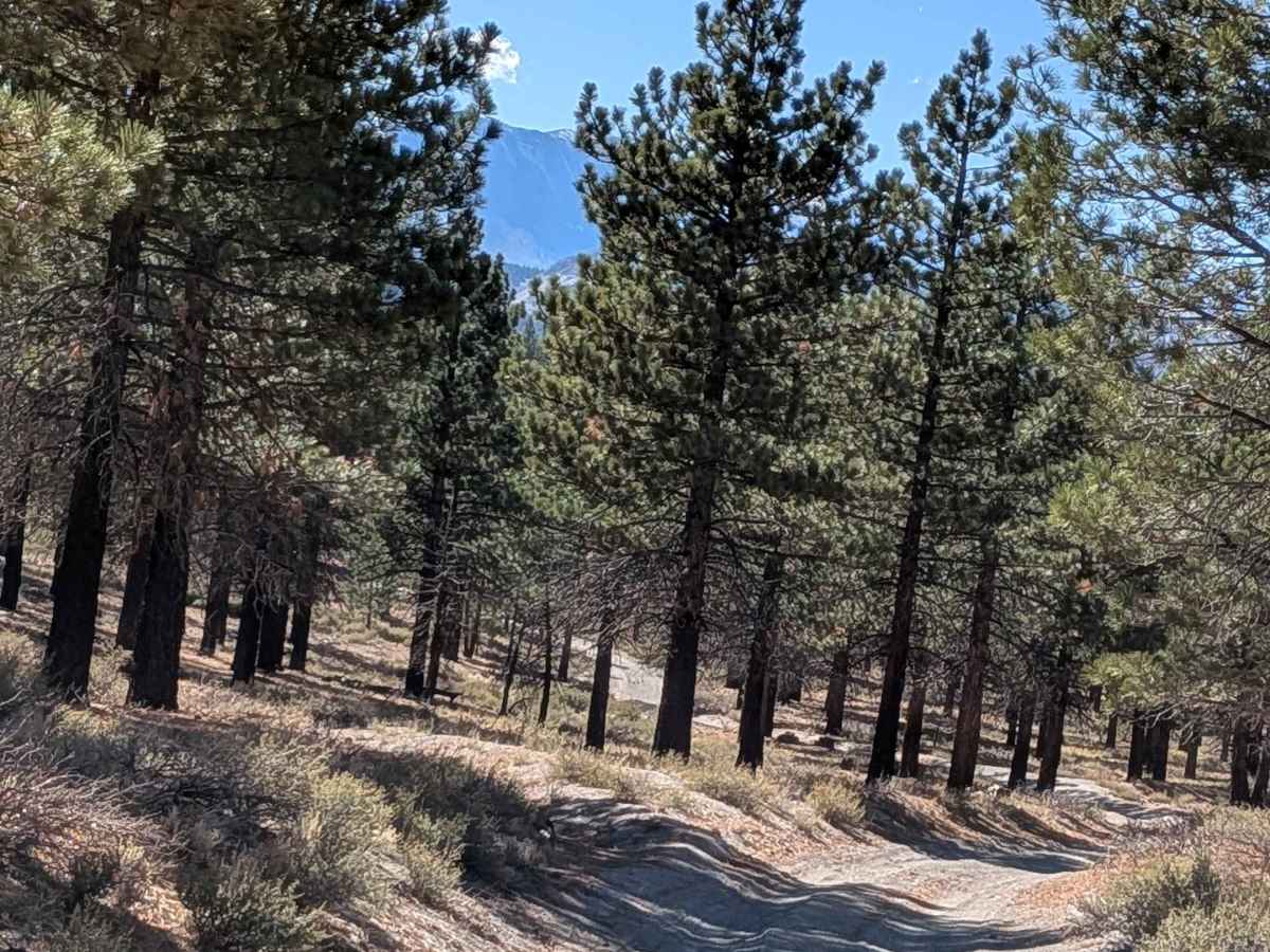 Old Cease Road - FS 1S02 photo 3