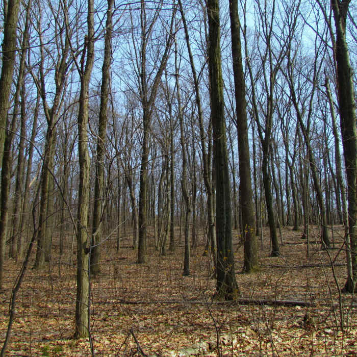 Forest Boyd Big Tree State Park Harrisburg PA 2311 Near Boyd Big Tree Loop Hike