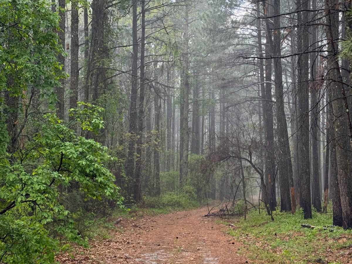 Fern Spring Trail photo 4