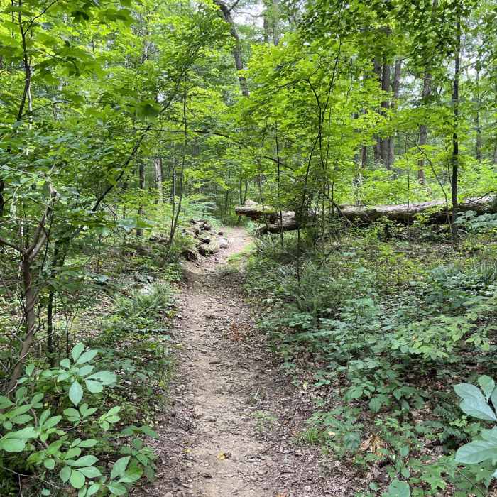 Near Waterloo - Cardiac Loop Near Waterloo - Cardiac Loop