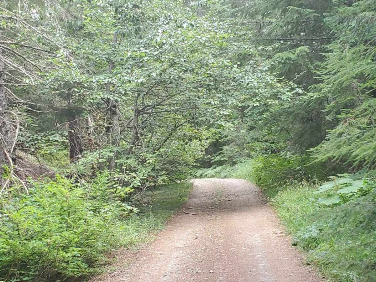 Deep Forest Trail photo 3