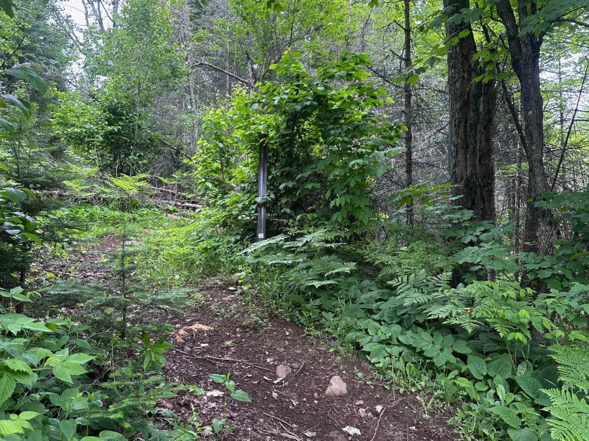 Alger Grade - Trail 2 photo 6
