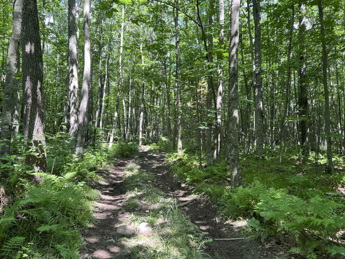 Forest County ATV/ SxS 8 Mile Loop Trail 6 photo 5