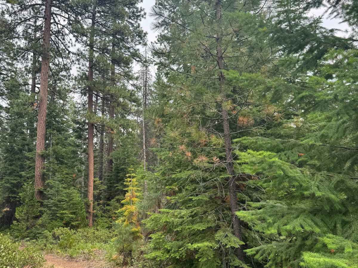 FS 1150-200 trail photo