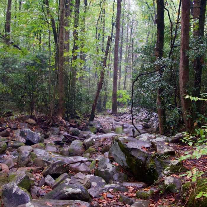 Near Mount Cammerer Near Mount Cammerer