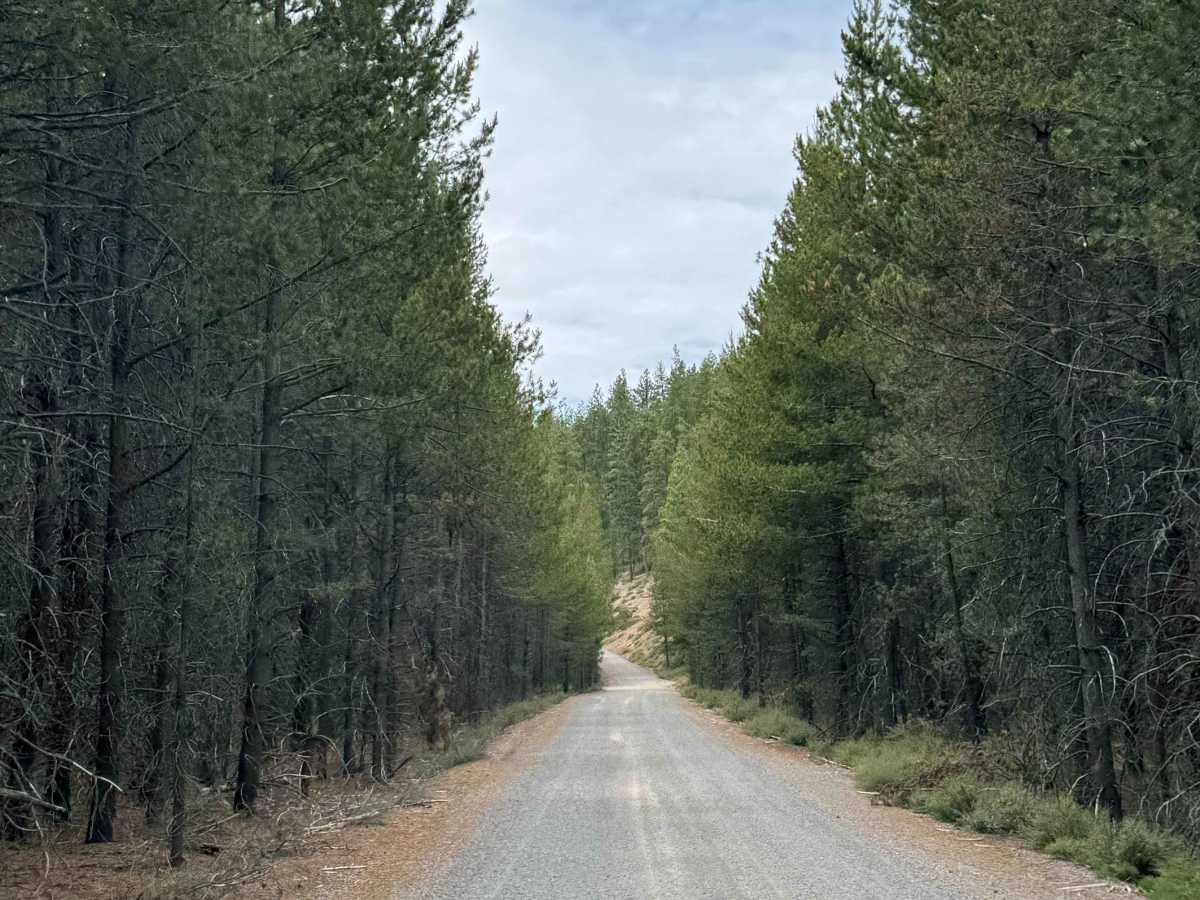 Corral Springs Road - FS 9774 photo 5