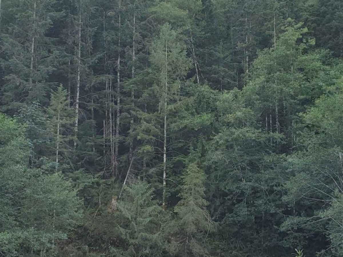 River Road photo 3