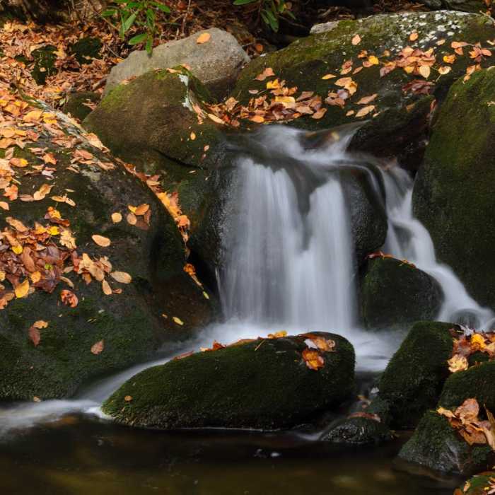 Near Ramsey Cascades Trail Near Ramsey Cascades Trail
