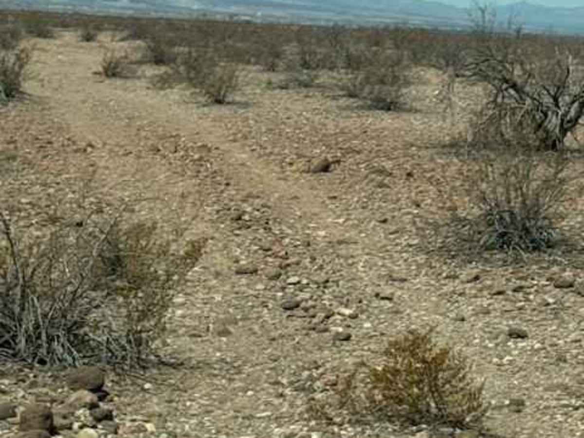 BLM PE1010 photo 3