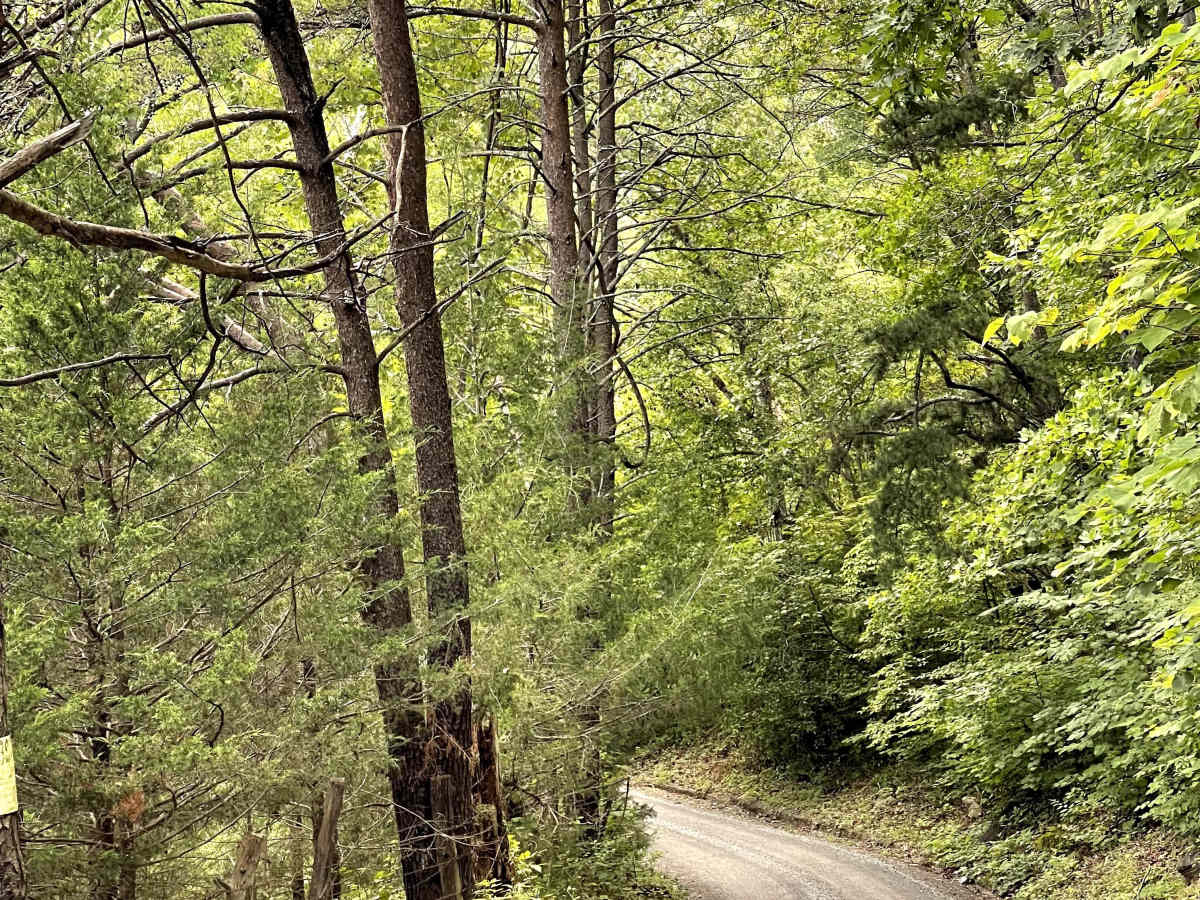 Sugar Tree Hollow trail photo