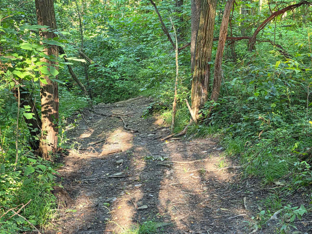 Single Track C2 photo 6