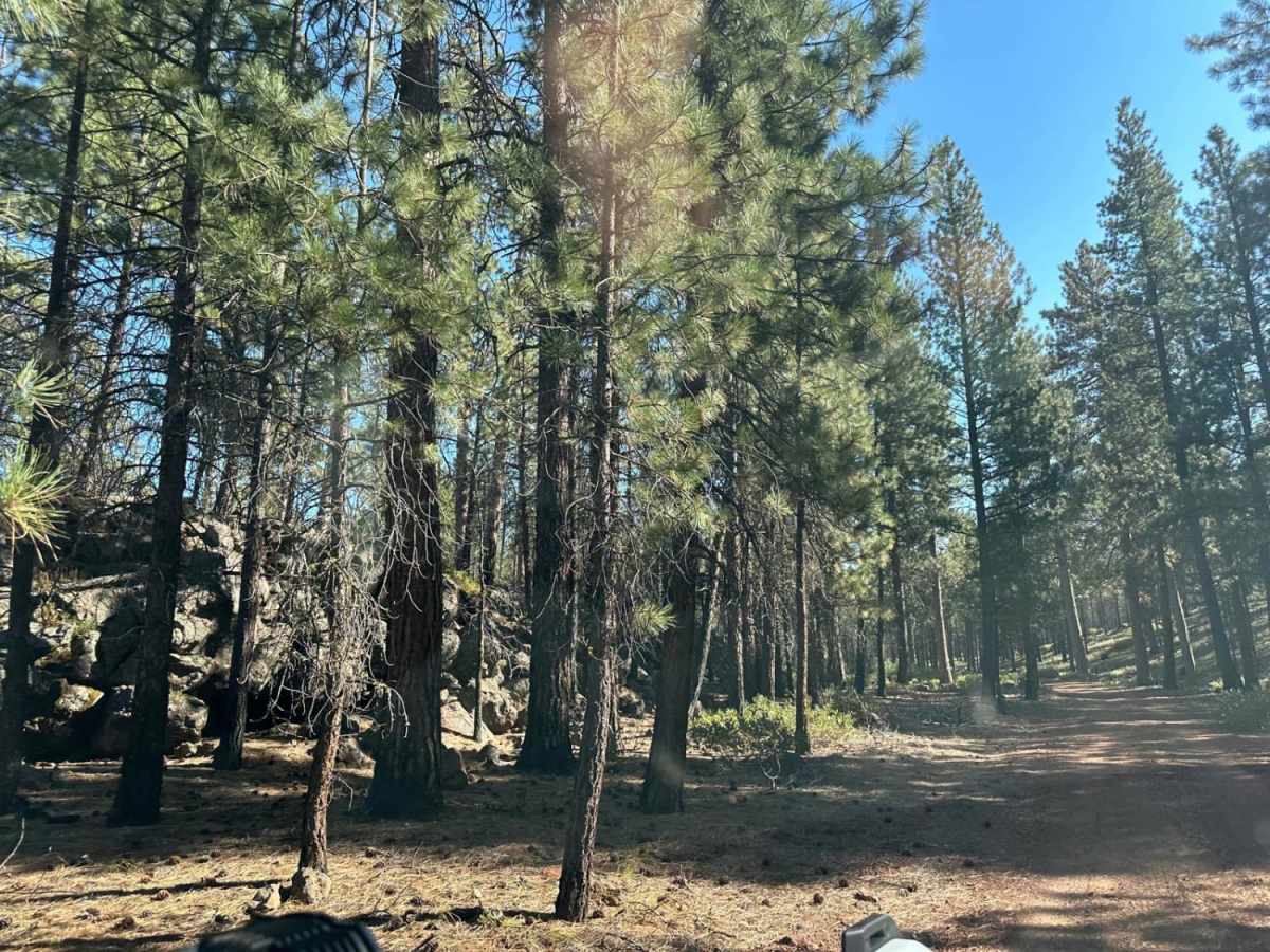 Sisters to Trout Creek Butte Trails trail photo