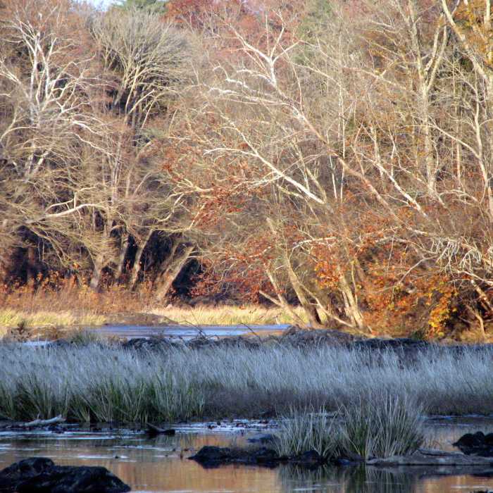 Confluence Rocky and Deep Rivers. White Pines TLC Preserve Pittsboro, NC. Near White Pines Loop