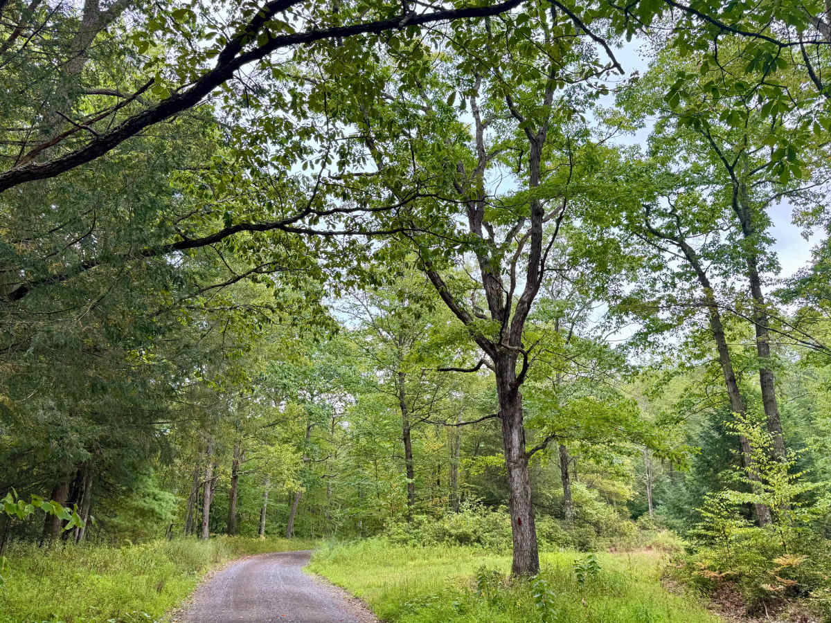 Sugar Camp Road photo 5