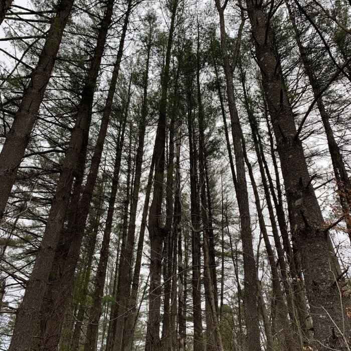 Early springtime on Jackson Creek Trail in Yellowwood State Forest Near Jackson Creek Trail