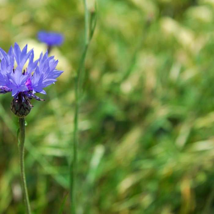 Near Coyote Wall Hiking Trail