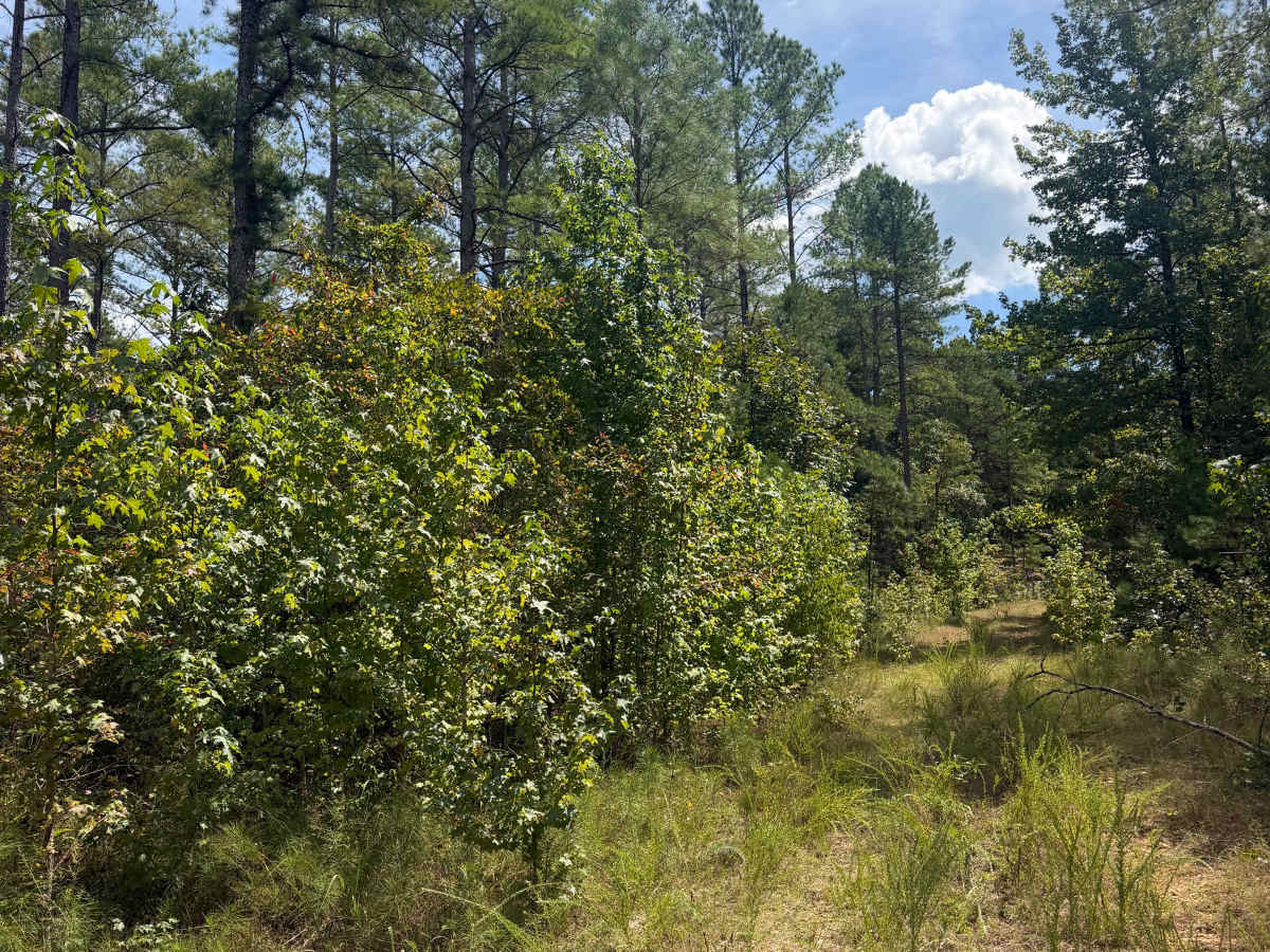 Cow Tail Branch  photo 5